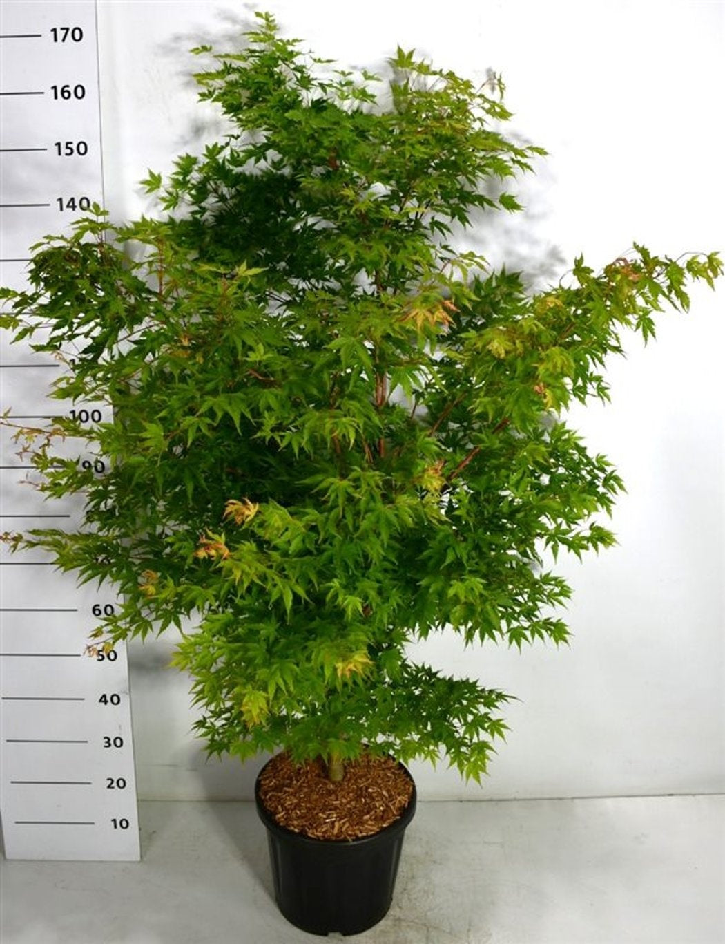 Bloemenkampen BV, Hkw. de Acer Sangokaku Pack of 1