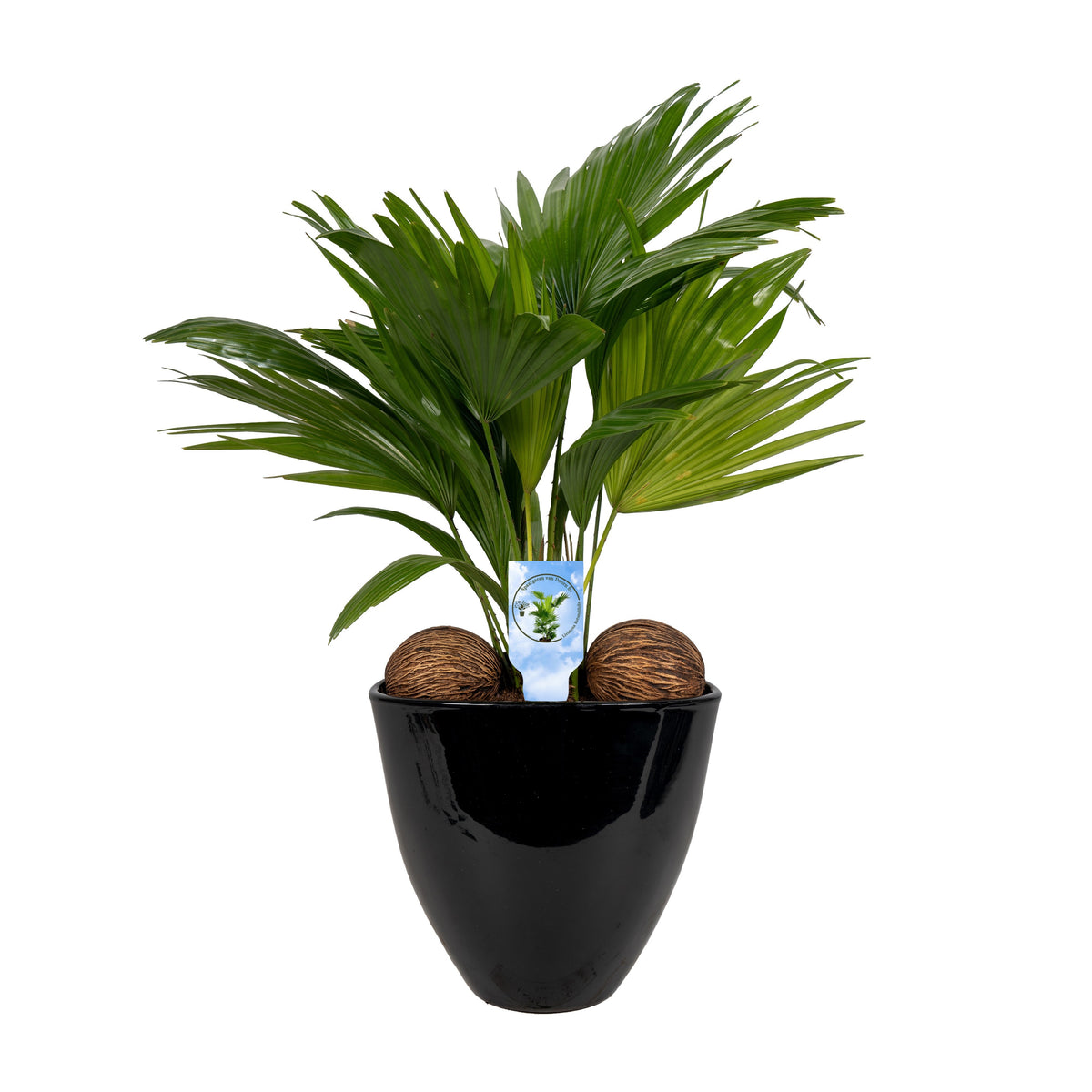 Livistona rotundifolia 55cm 22cm Pot