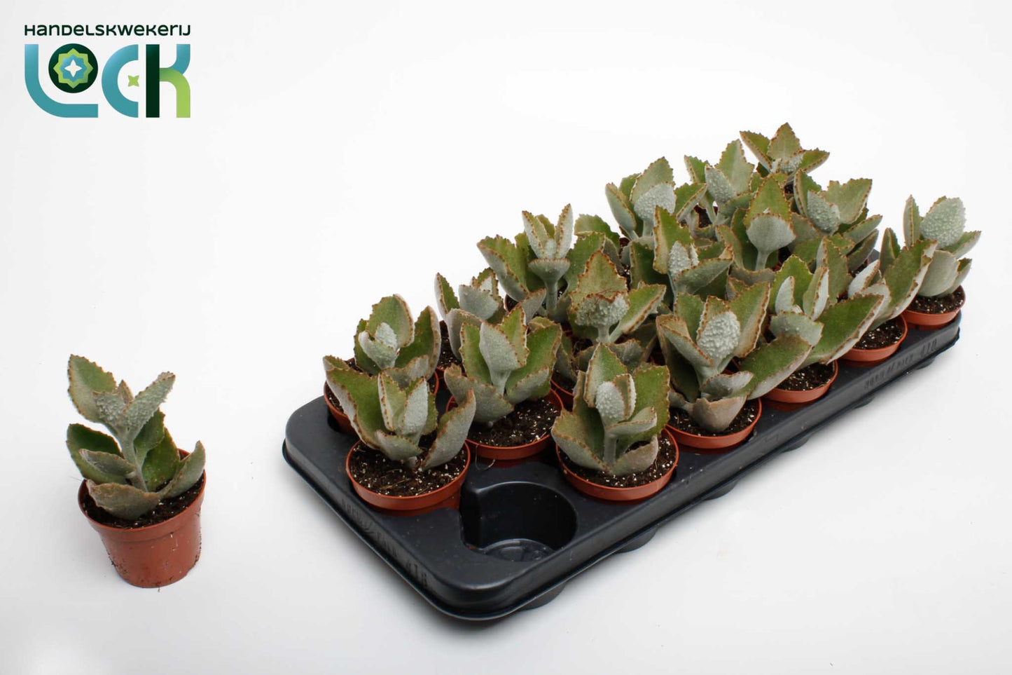 Kalanchoe Beharensis 15cm 8.5cm Pot