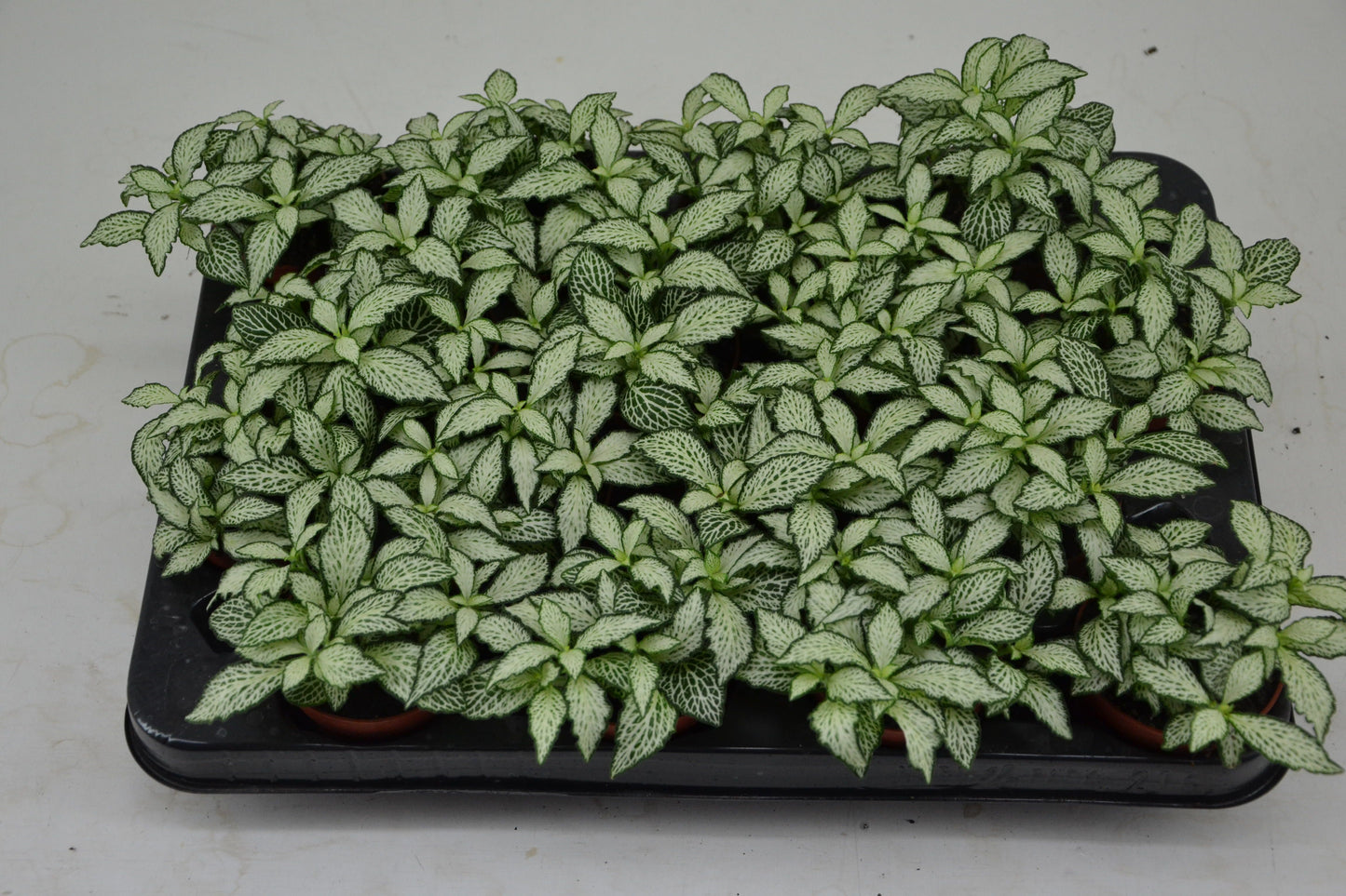 Schoenmakers Verkoop BV Fittonia Mosaic White Forest Flame Pack of 16