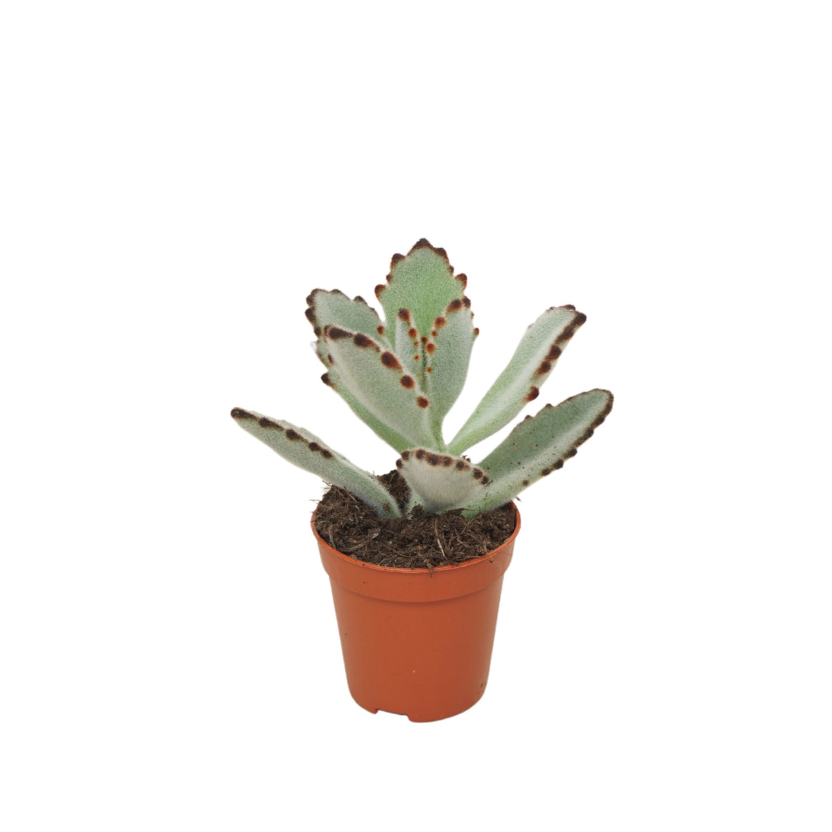 Kalanchoe tomentosa 8cm 5.5cm Pot