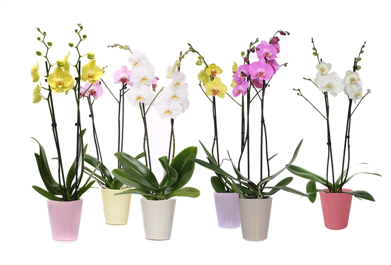 Phalaenopsis mix 55cm 12cm Pot