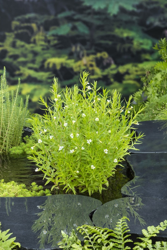 Waterplkw R. Moerings Gratiola officinalis Pack of 6