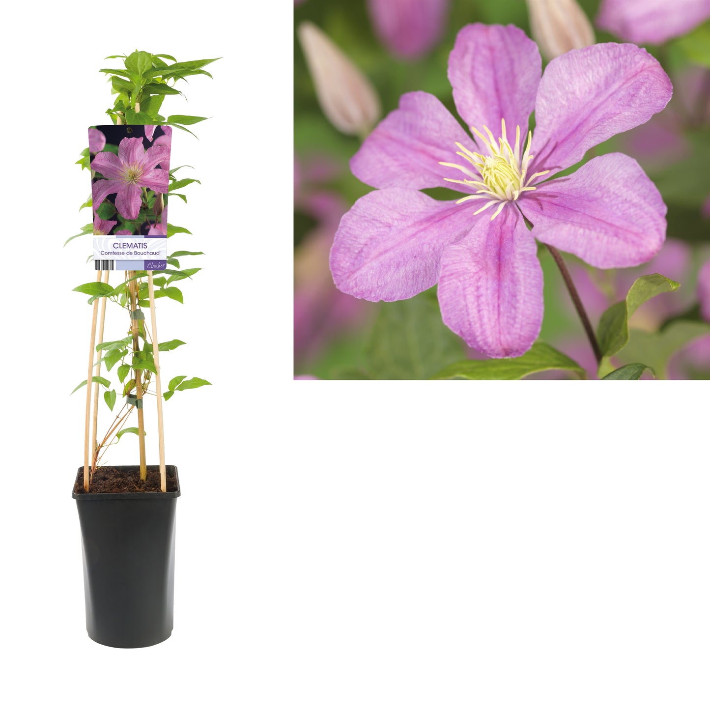 Clematis Comtesse de Bouchaud 75cm 17cm Pot
