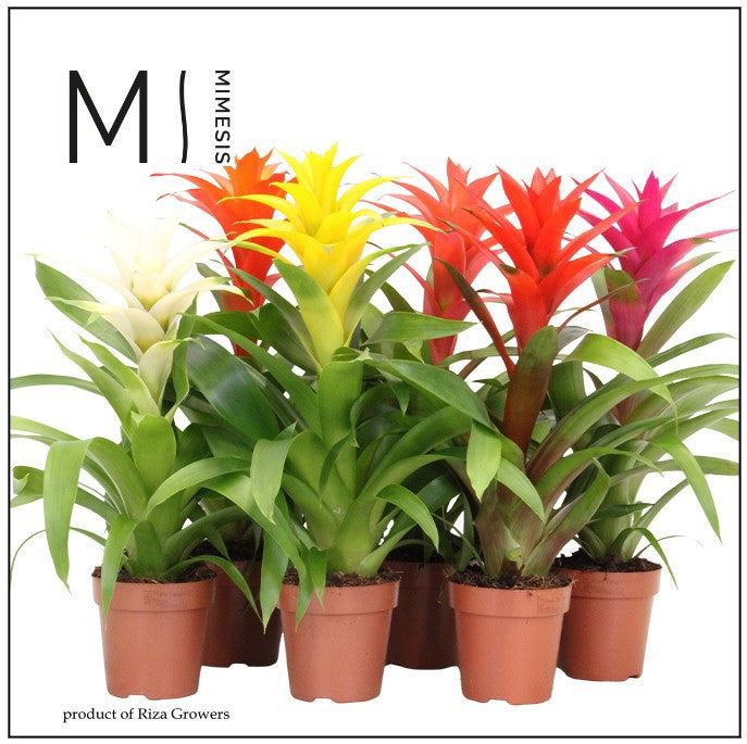 Guzmania Suerte mix 48cm 12cm Pot