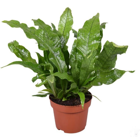 Microsorum Crocodyllus 30cm 12cm Pot