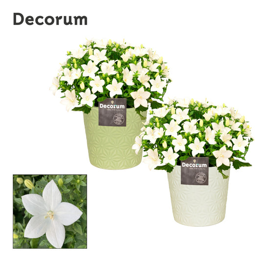 Campanula Atlanta White 22cm 13cm Pot