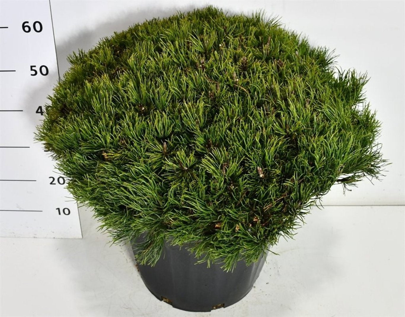 Bloemenkampen BV, Hkw. de Pinus mugo pumilio Pack of 1