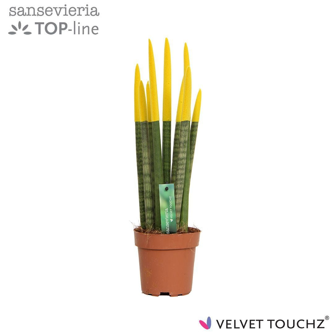 Sansevieria cylindrica 45cm 12cm Pot