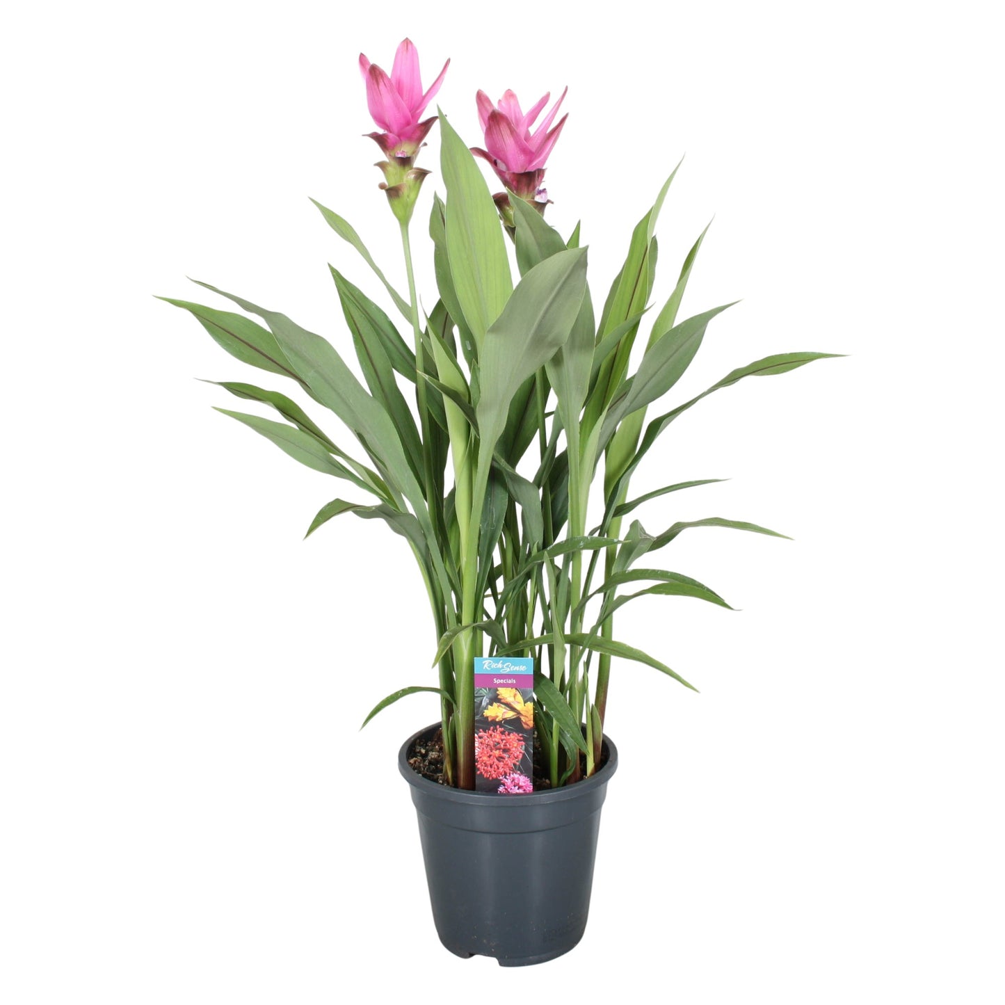 Curcuma Siam Supreme 80cm 19cm Pot