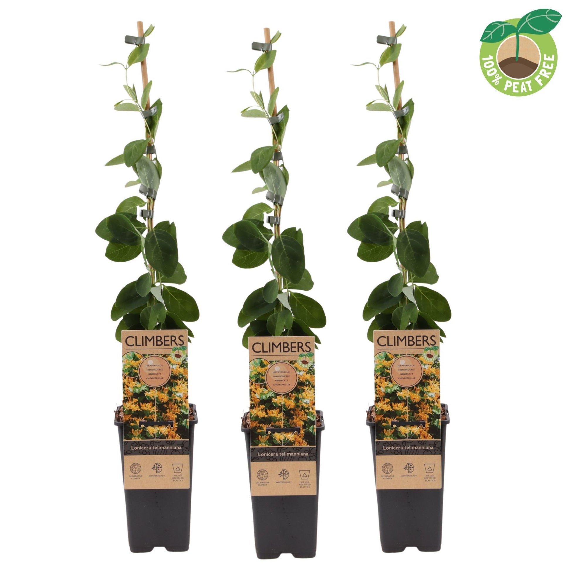Lonicera Dropmore Scarlet 60cm 15cm Pot