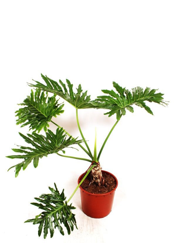 Philodendron selloum Cum Laude 100cm 34cm Pot