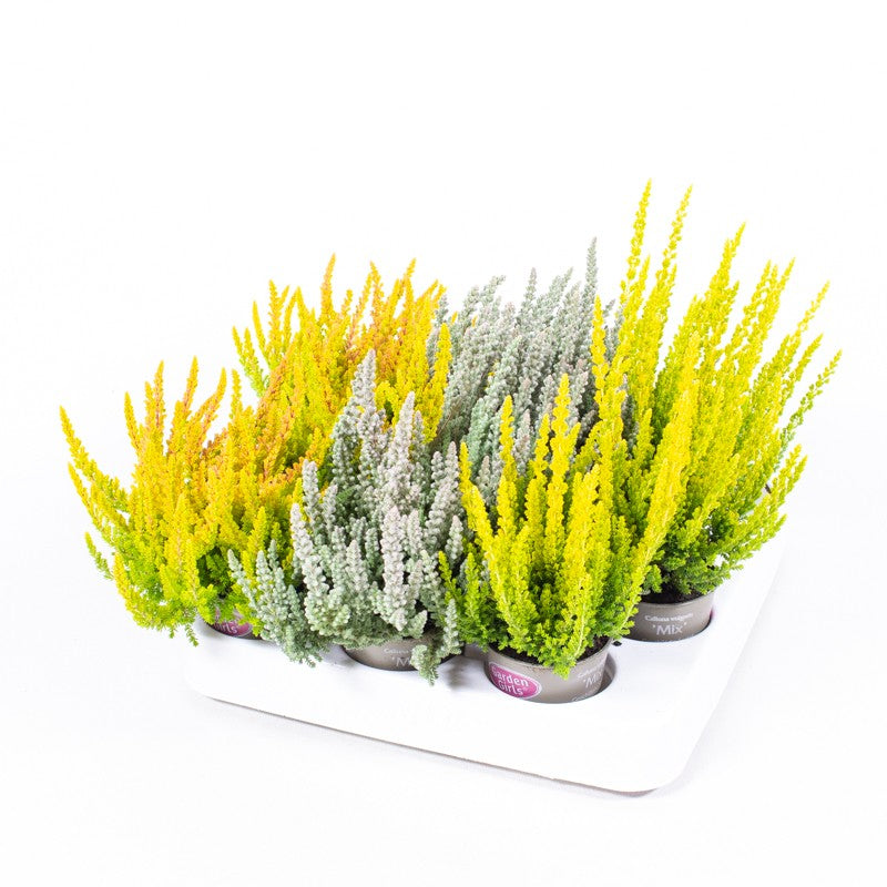 Calluna Garden Girls Sunset Girls mix 10cm 6cm Pot