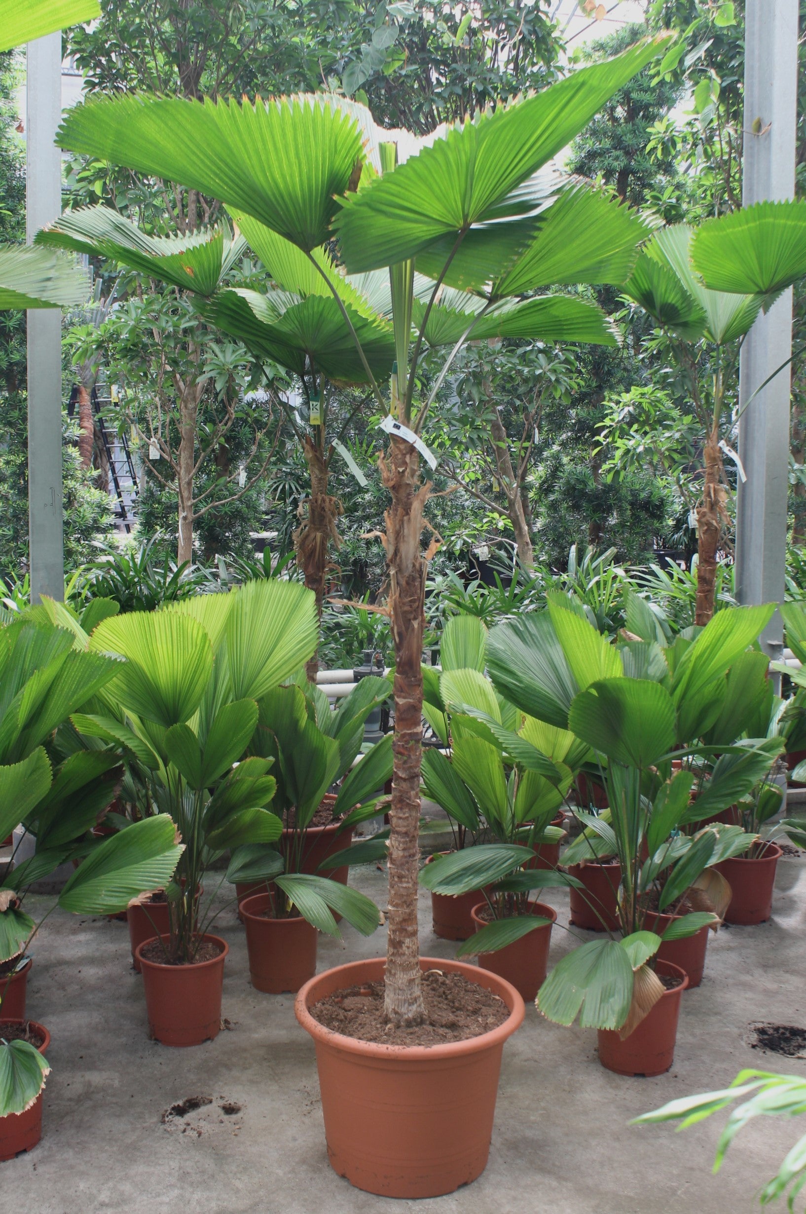 Licuala grandis 220cm 50cm Pot