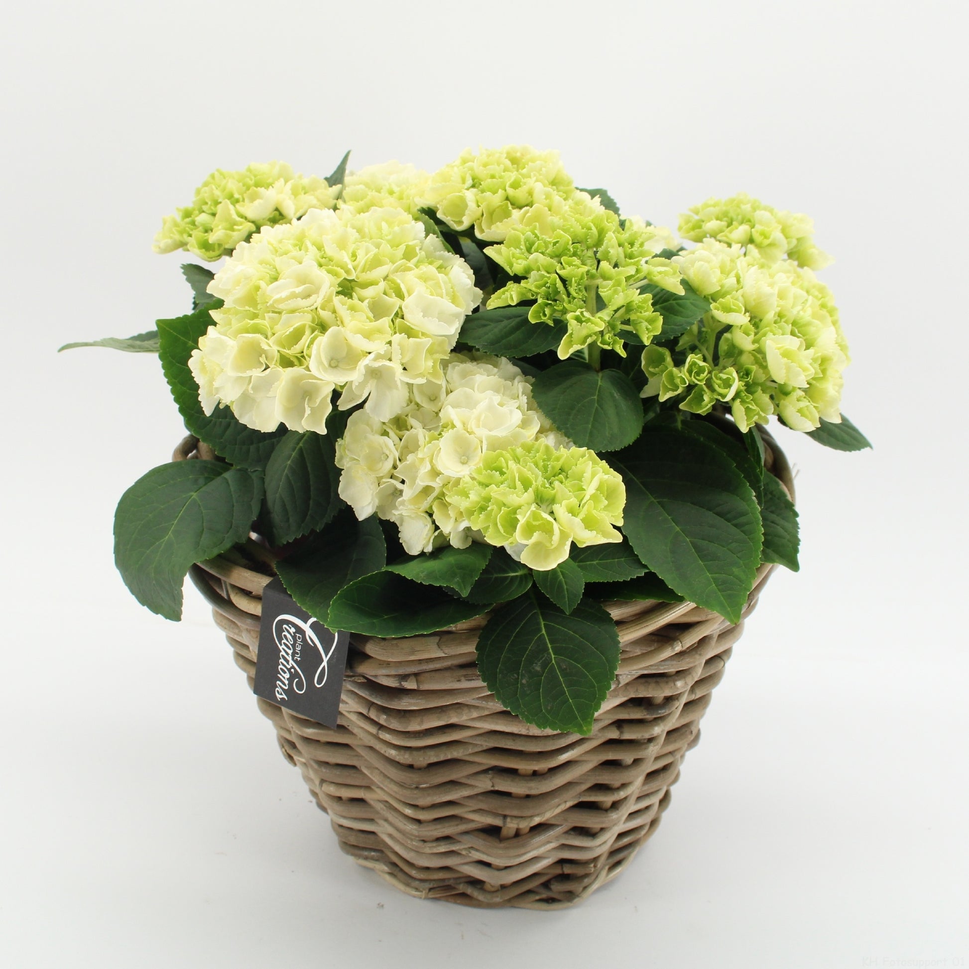 KHCR-2612W Hydrangea creations 40cm 29cm Pot