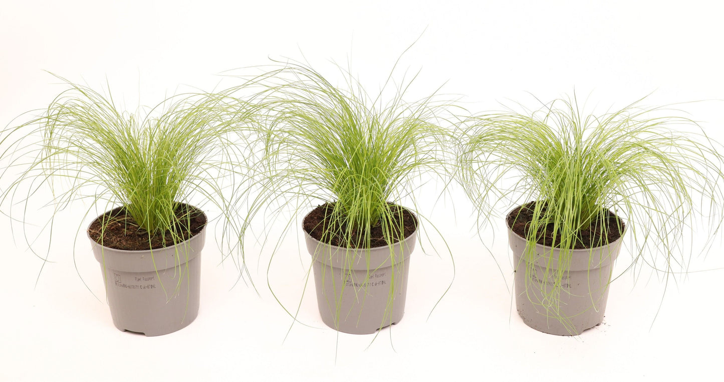 Stipa tenacissima 20cm 10.5cm Pot