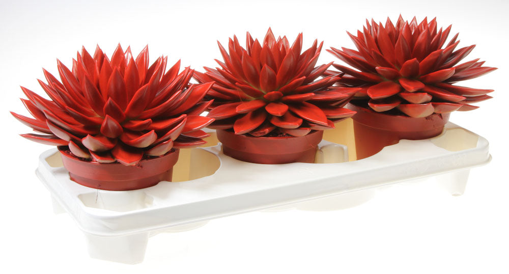 Rainbow red 20cm 15cm Pot