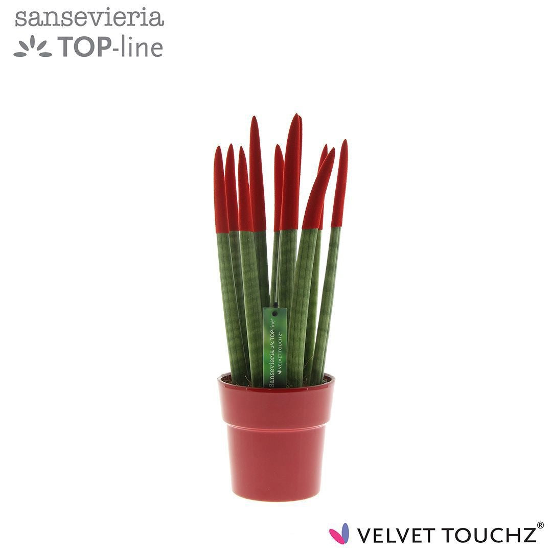 Sansevieria cylindrica 40cm 12cm Pot