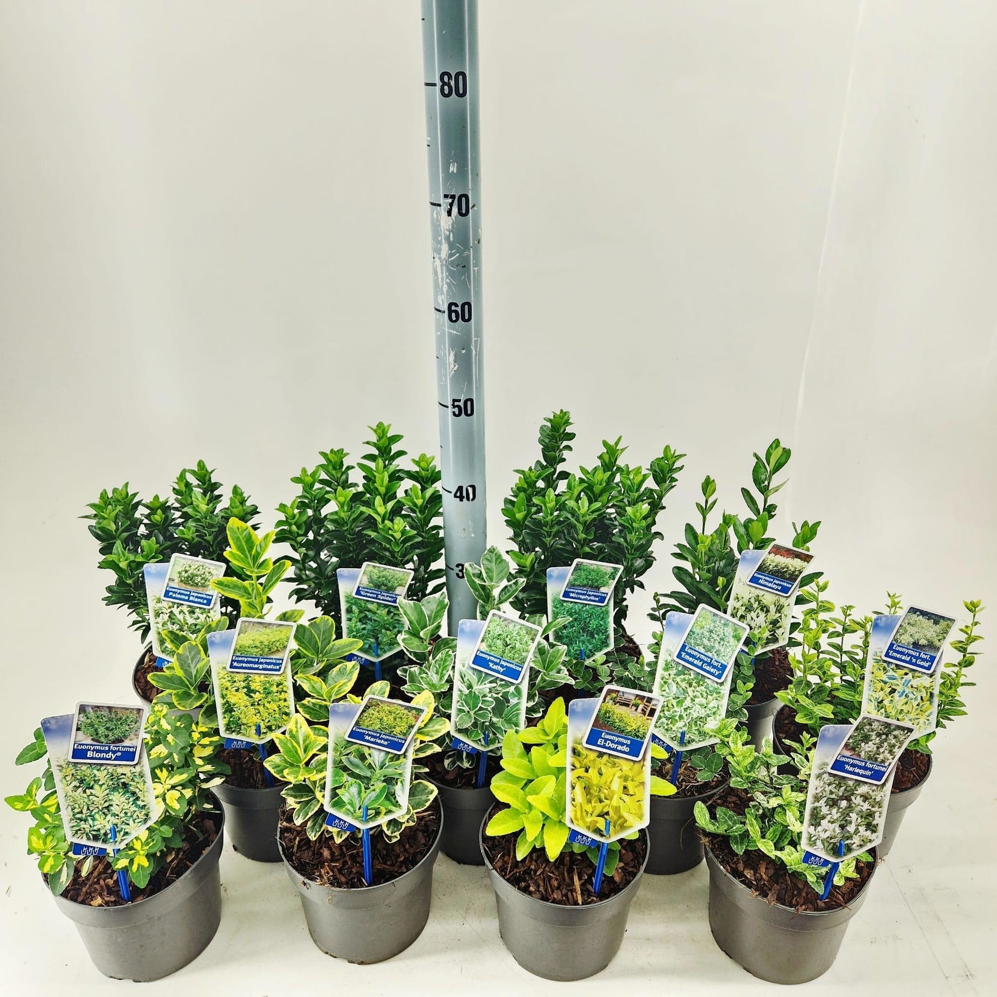 Euonymus japonicus mix 30cm 17cm Pot