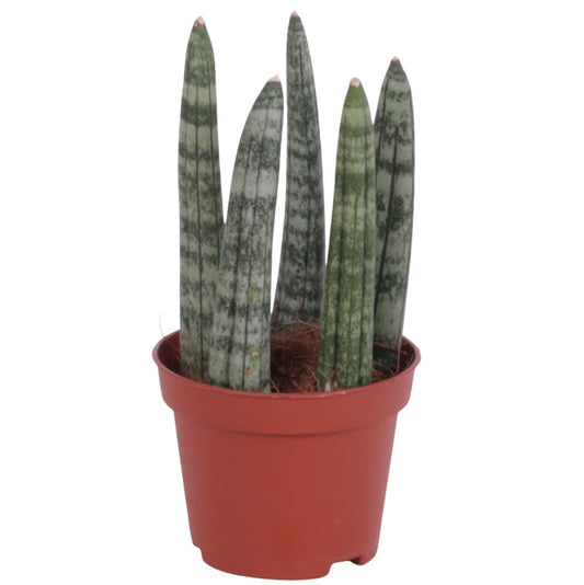 Sansevieria cylindrica 20cm 6cm Pot