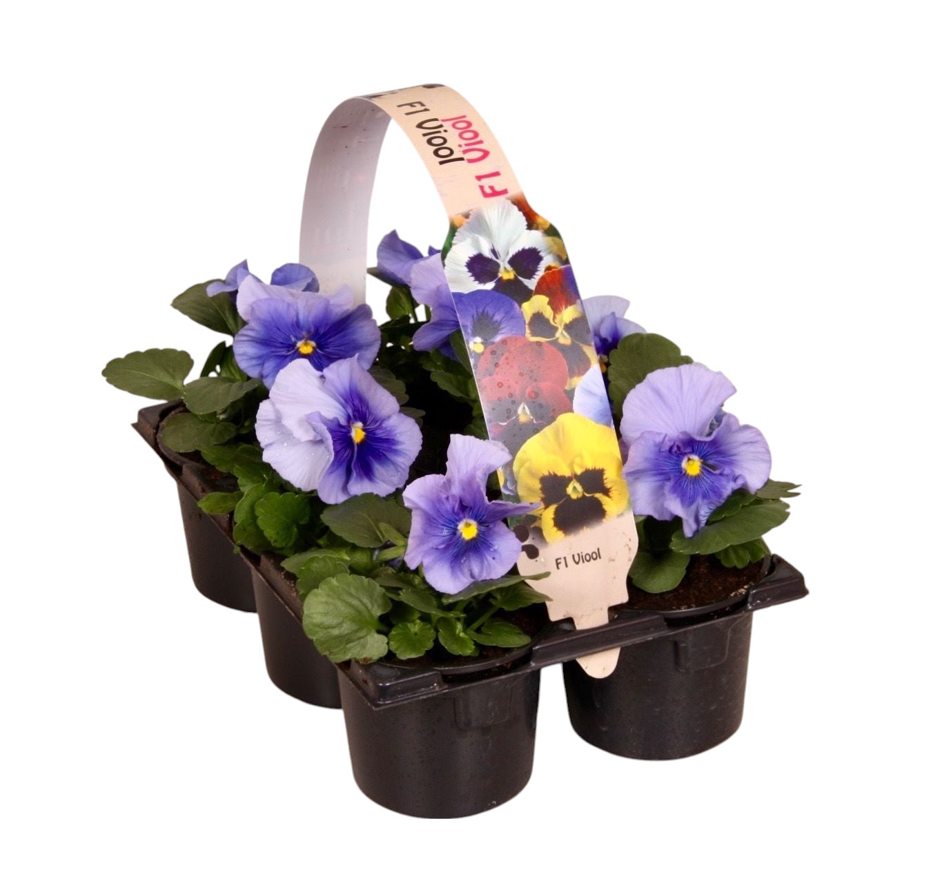 Zuidbaak Honselersdijk Viola Delta Pure Light Blue Pack of 14