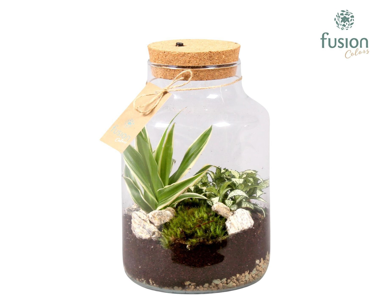 Fusioncolors BV Terrarium met kurk voorzien van LED verlichting 2pp Pack of 4