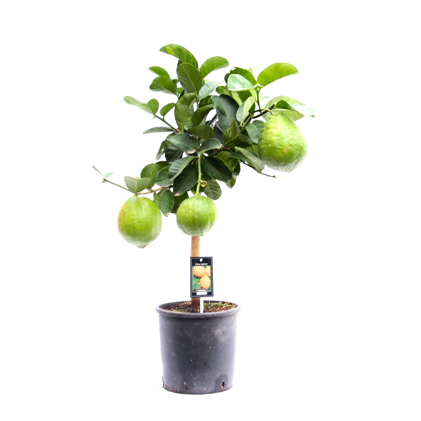 Jongerling, Kwekerij Citrus Lemon Pack of 1