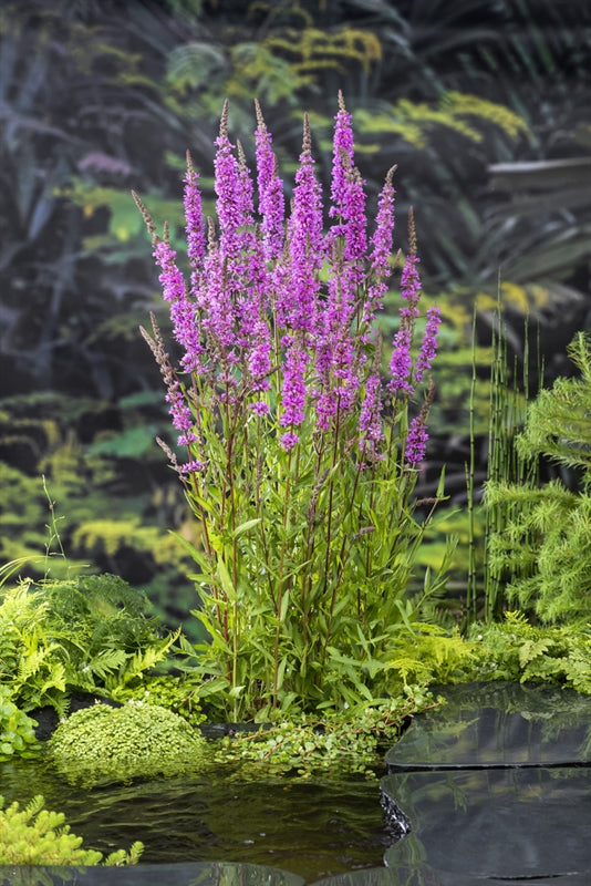 Waterplkw R. Moerings Lythrum salicaria Pack of 6