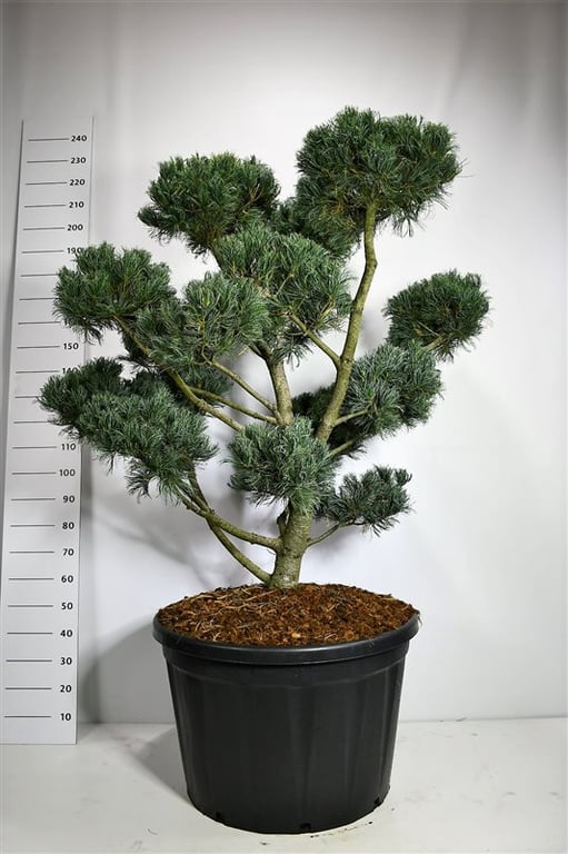Pinus par. Glauca 220cm 80cm Pot