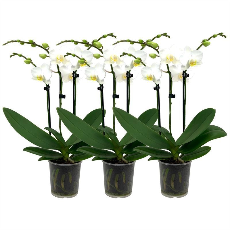 Phalaenopsis multiflora white 35cm 9cm Pot