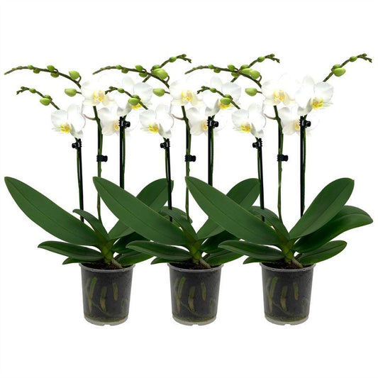 Phalaenopsis multiflora white 35cm 9cm Pot