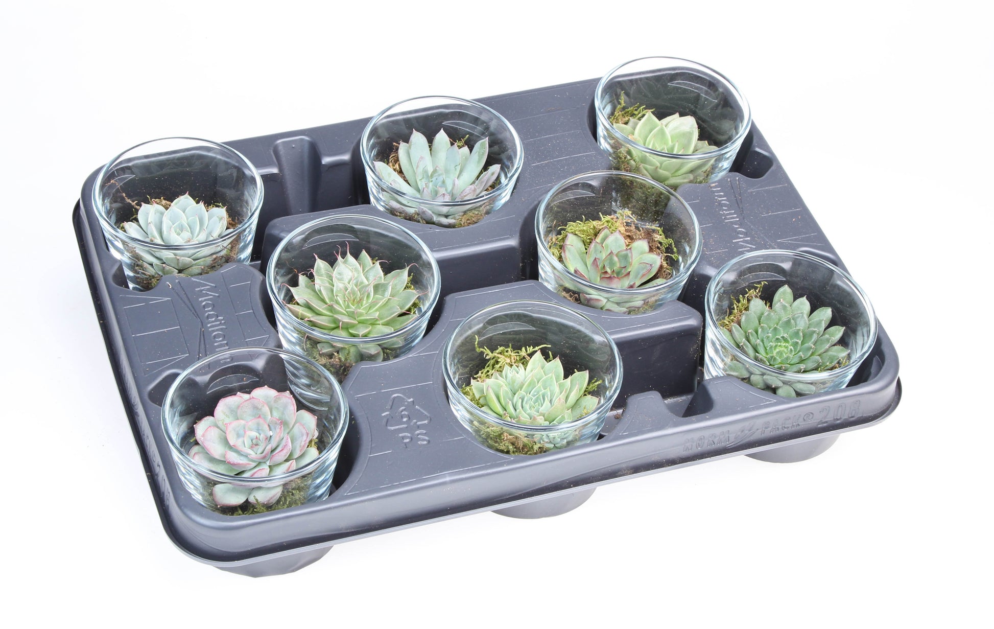 Euro Cactus Holland Bv Deco glas succulent Pack of 8