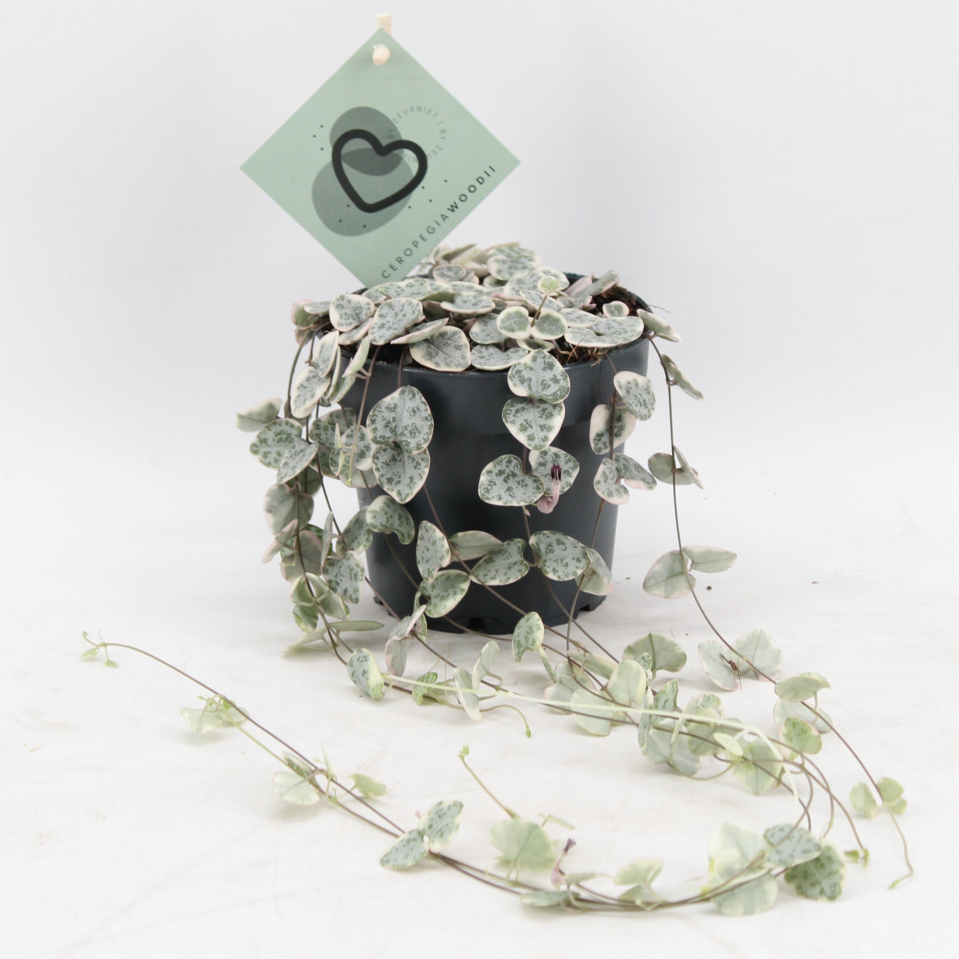 Ceropegia woodii variegated 10cm 12cm Pot