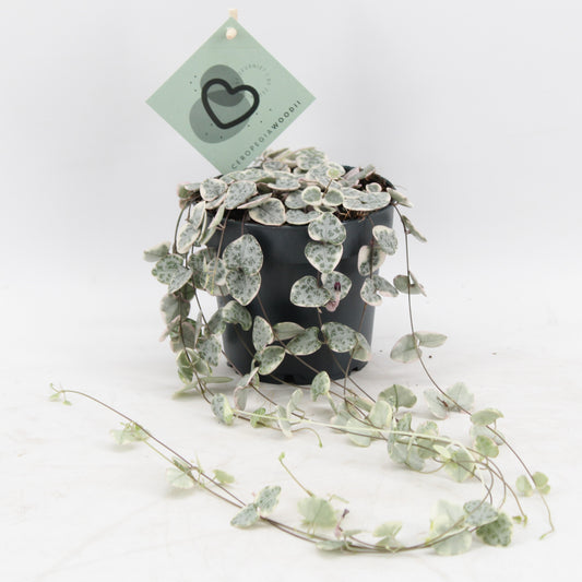 Ceropegia woodii variegated 10cm 12cm Pot
