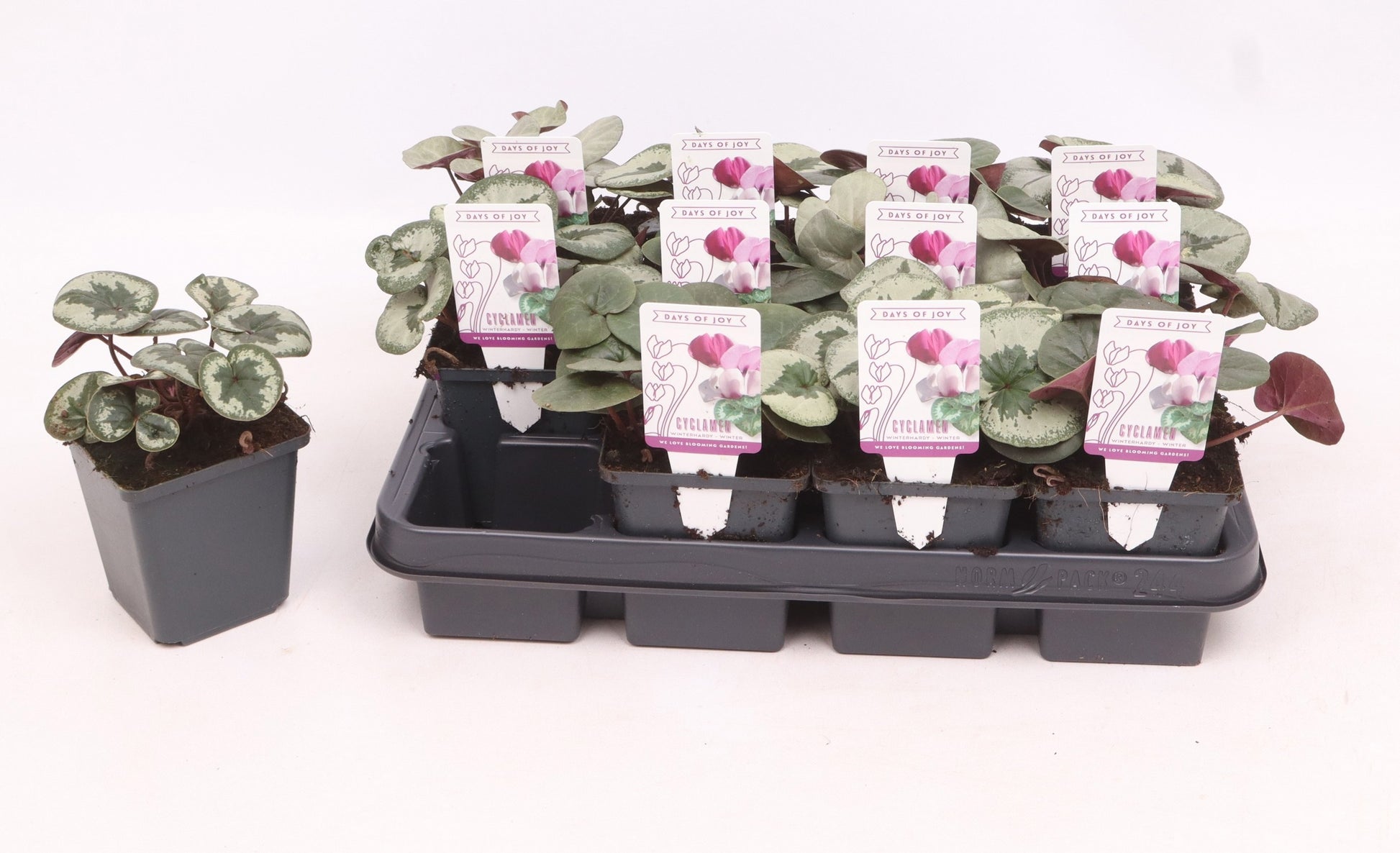 Cyclamen persicum 15cm 9cm Pot