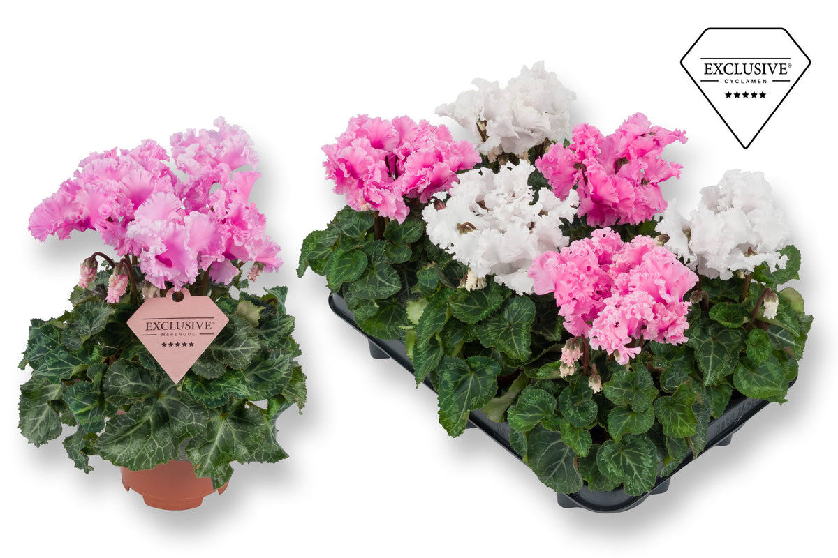 Cyclamen Merengue 25cm 10.5cm Pot