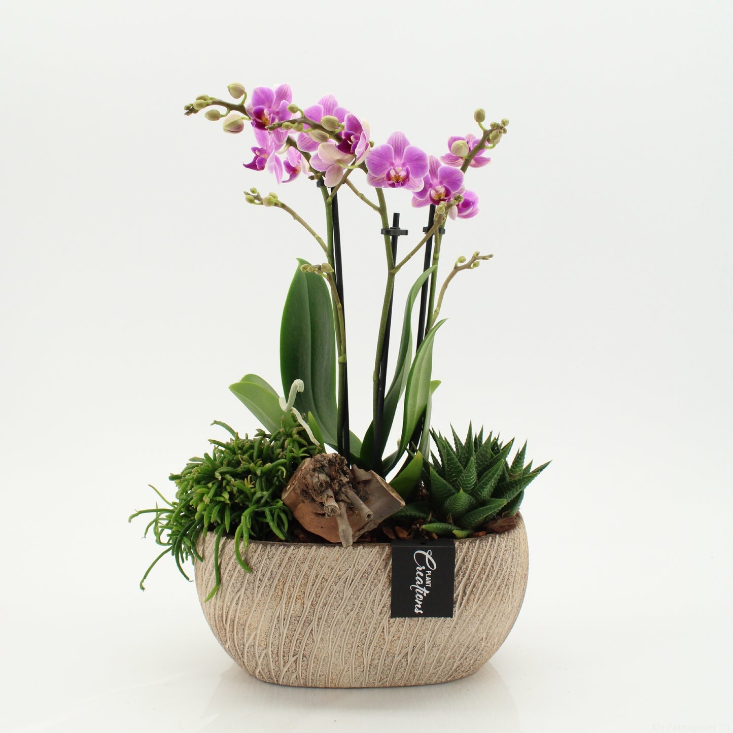 PHAL-2608RZ Phalaenopsis creatie 45cm 23cm Pot