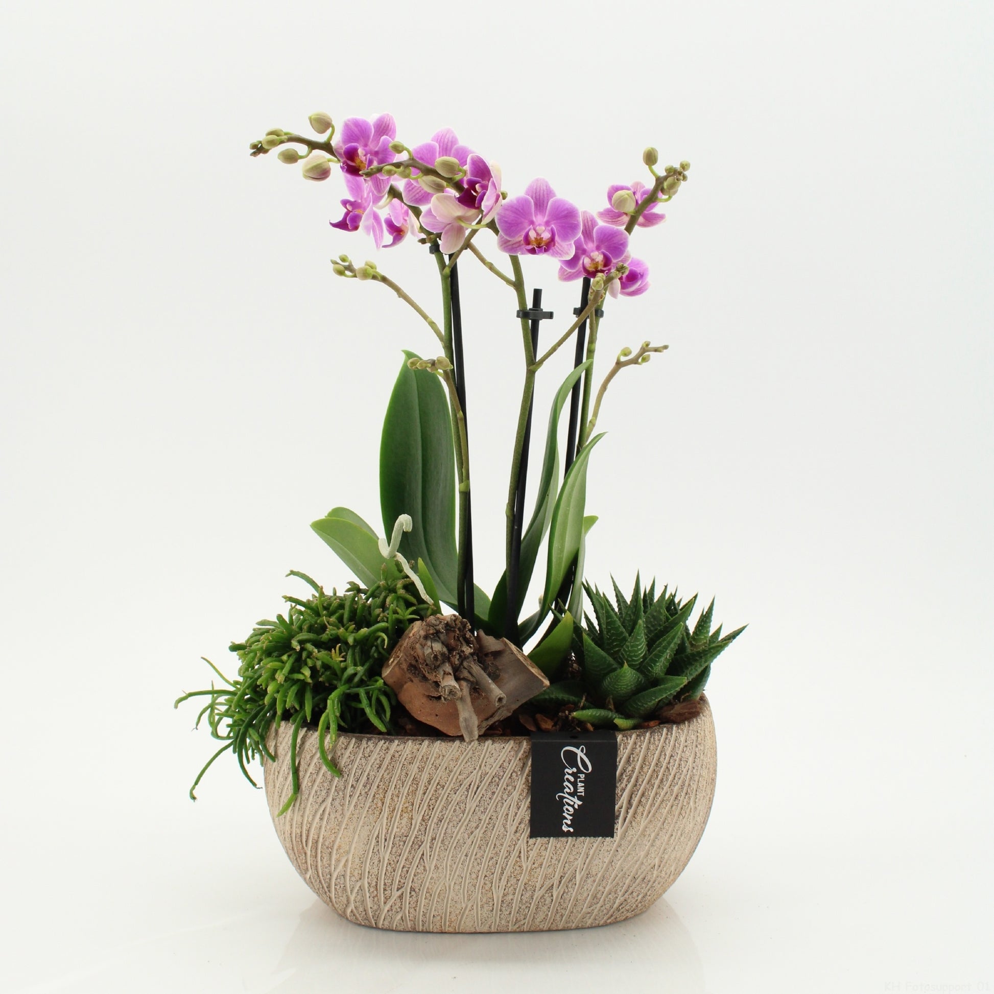 PHAL-2608RZ Phalaenopsis creatie 45cm 23cm Pot