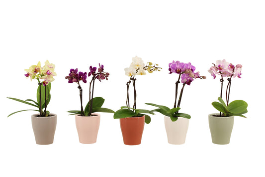 Phalaenopsis mf. mix (+ drp.ceramic) 17cm 6cm Pot