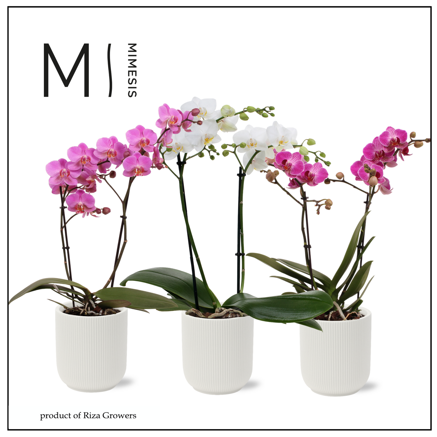 Phalaenopsis mix 50cm 12cm Pot