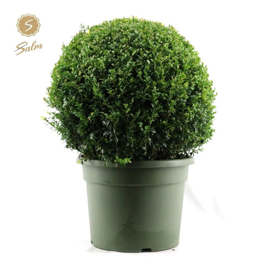 Buxus sempervirens ball Ø 70 80cm 45cm Pot