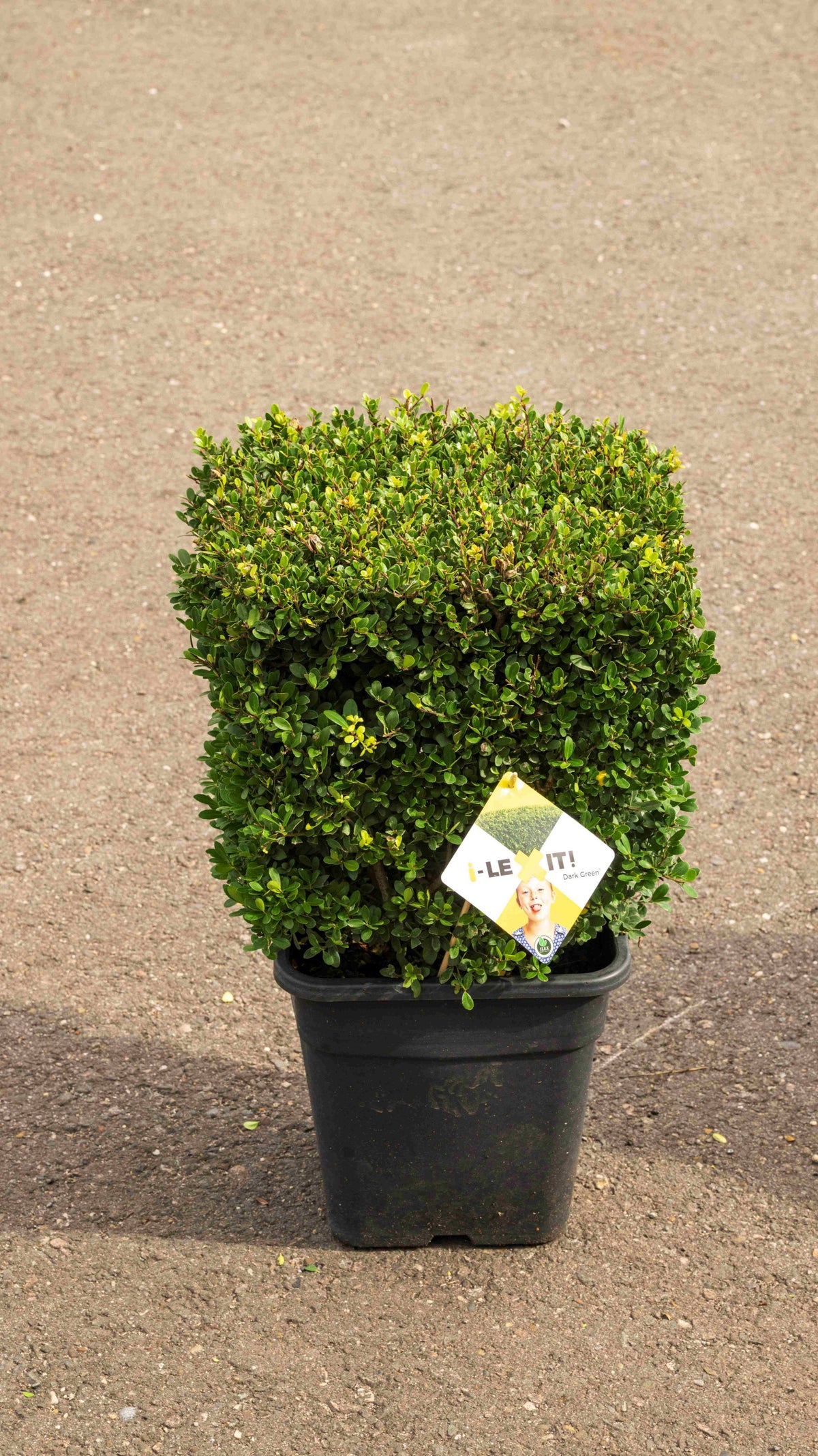 Ilex crenata Dark Green 70cm 34cm Pot