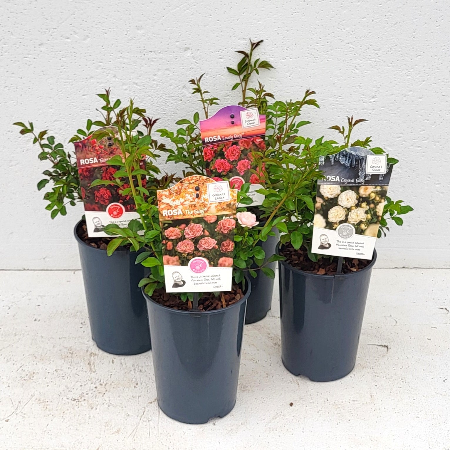 Rosa Hybrid 15cm 17cm Pot