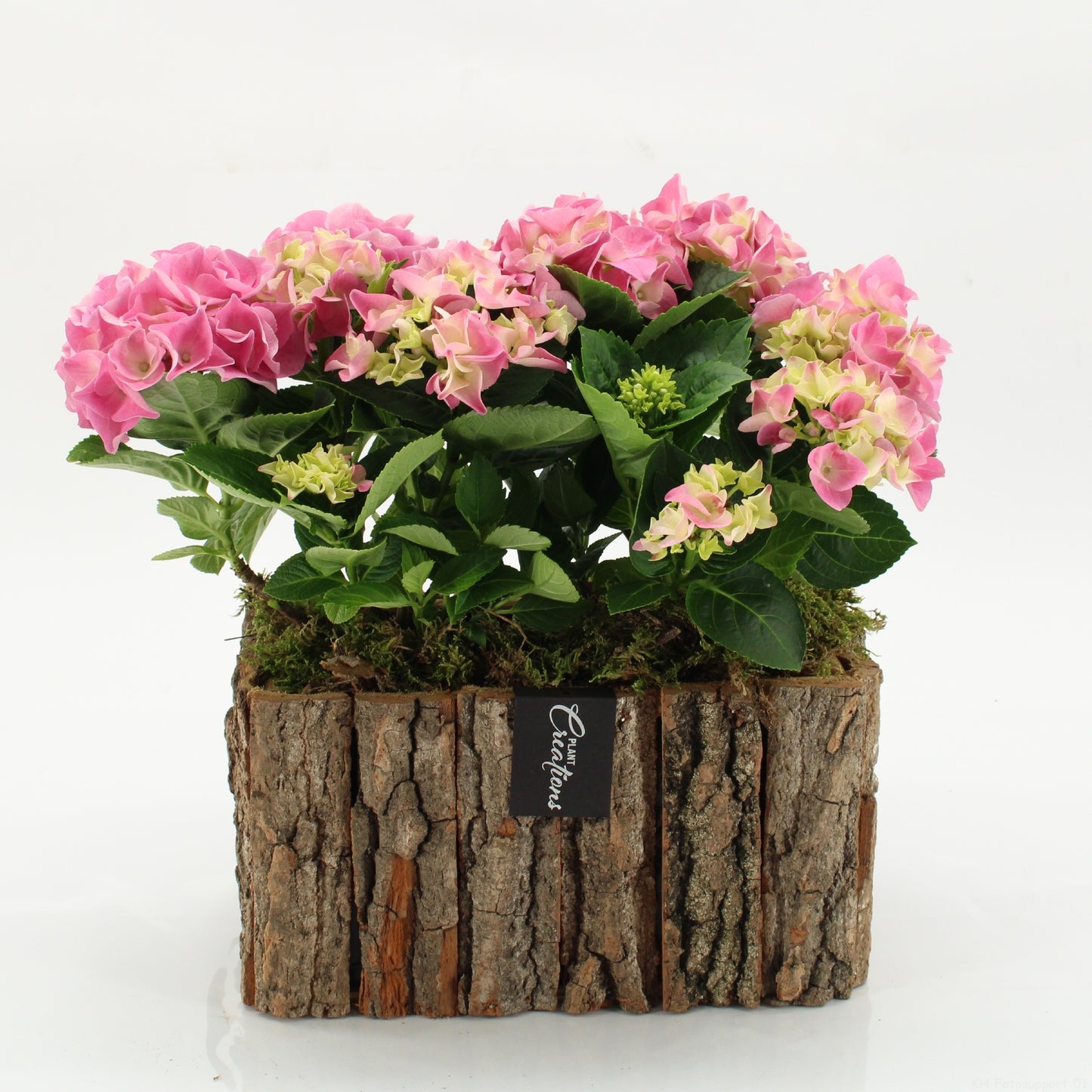 KHCR-2606RZ Hydrangea creations 35cm 26cm Pot