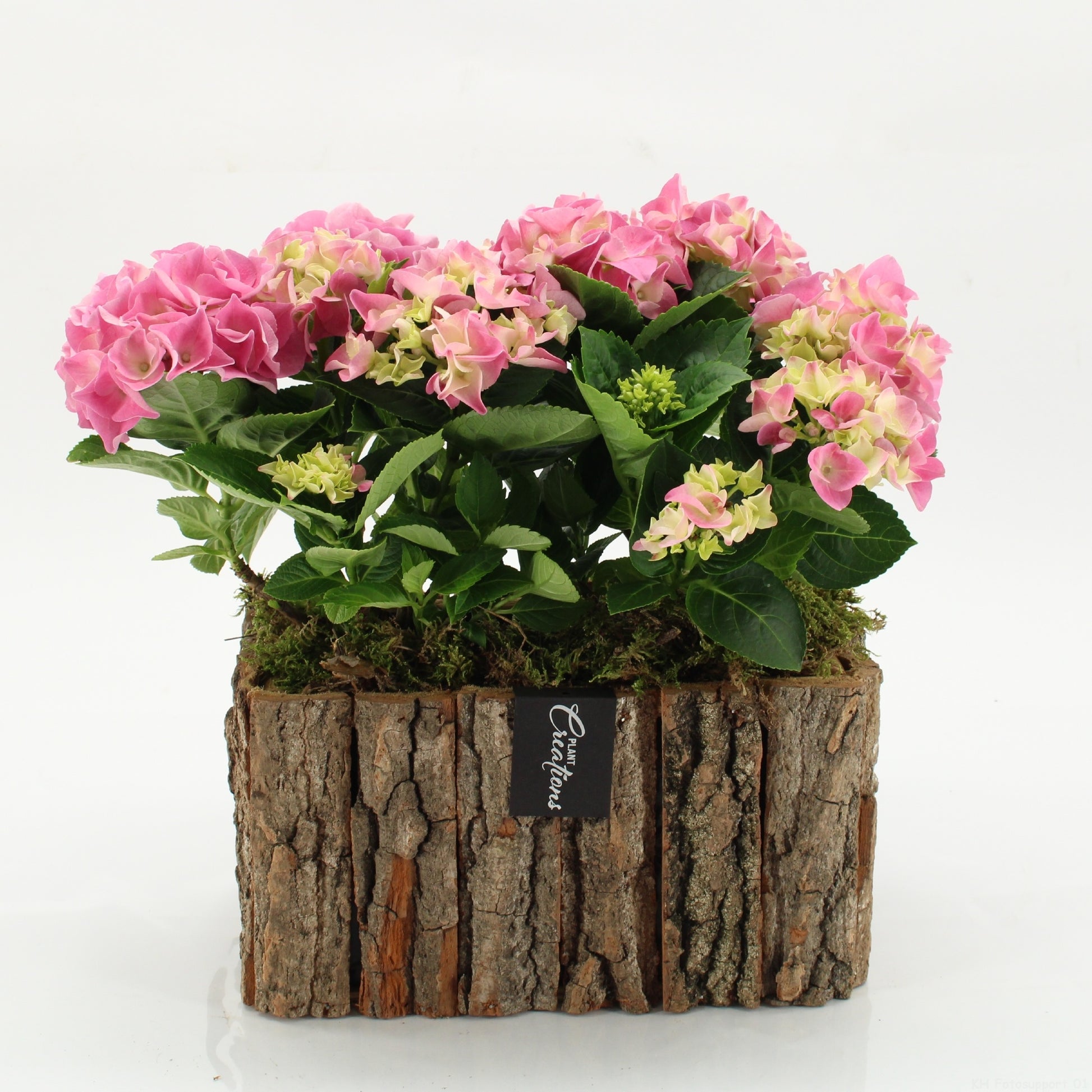 KHCR-2606RZ Hydrangea creations 35cm 26cm Pot