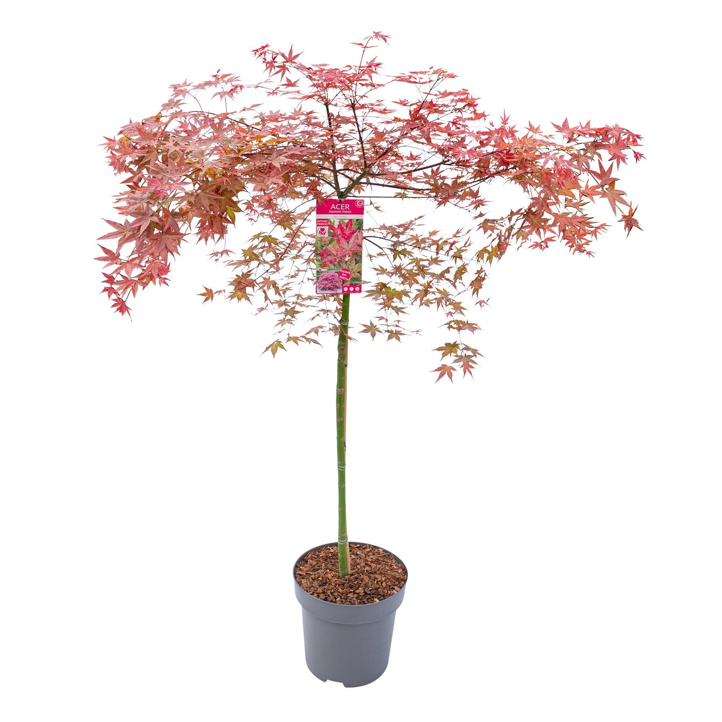 Acer Beni-maiko 160cm 30cm Pot