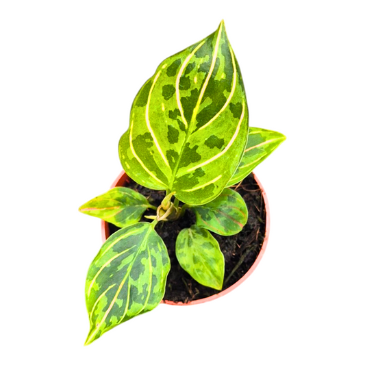 Aglaonema Hybrid 10cm 7cm Pot
