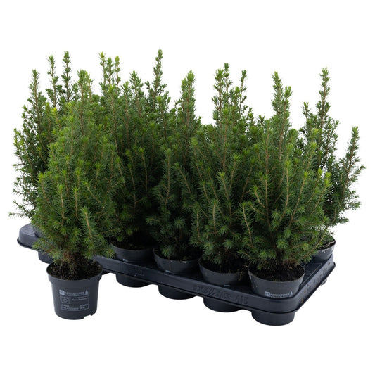 Picea glauca Perfecta 31cm 9cm Pot