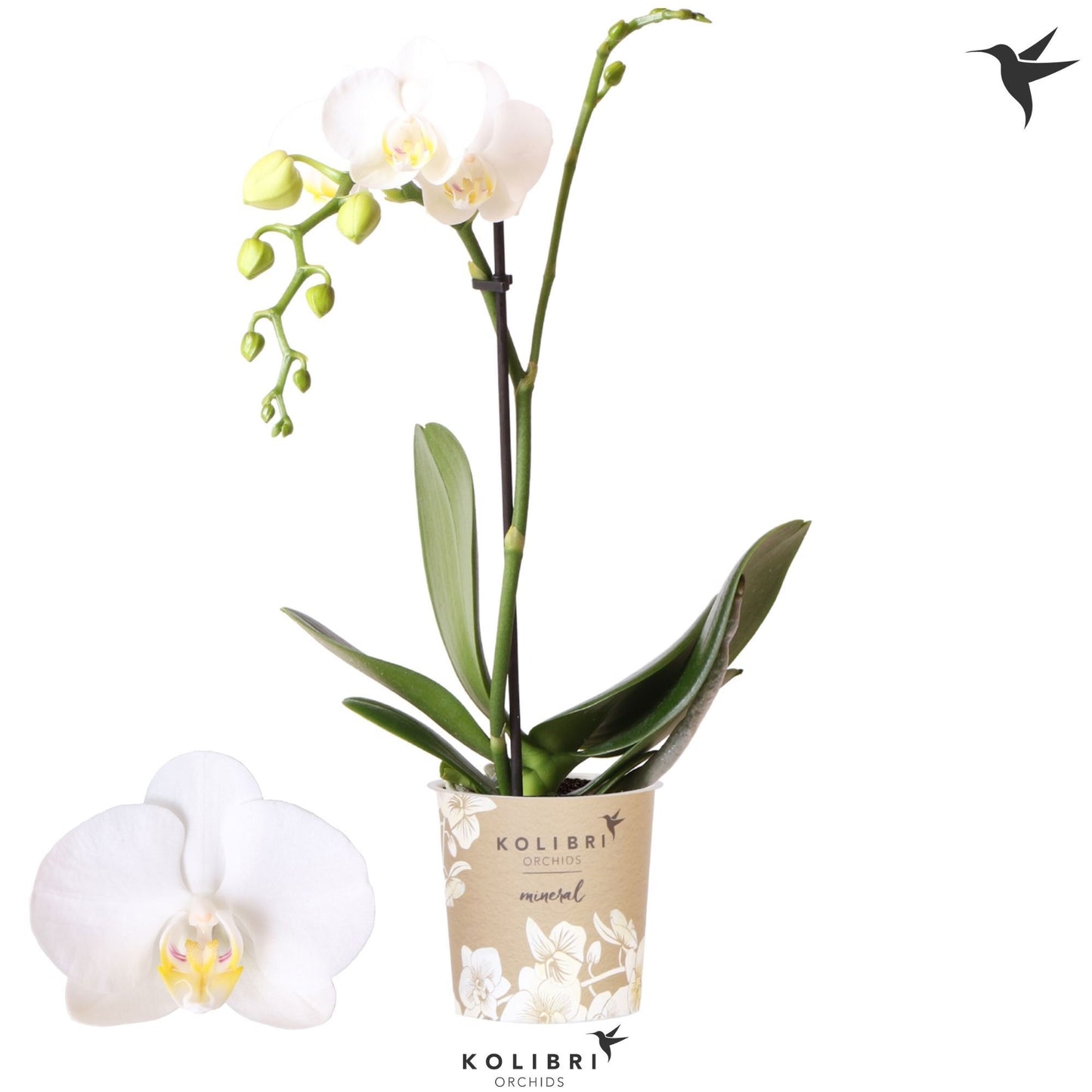 Phalaenopsis multiflora white 40cm 9cm Pot