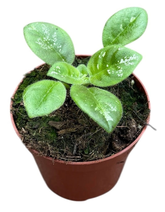 Michaelmoelleria Sp No Id 12cm 8cm Pot